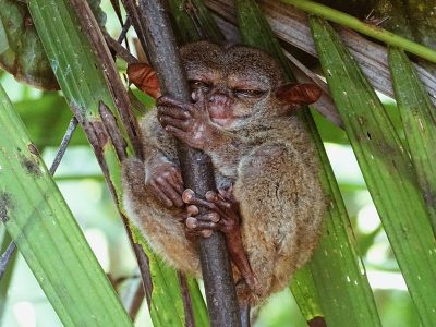Jigsaw puzzle Jigsaw puzzle Bohol Koboldmaki Tarsier
