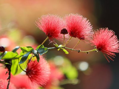 Jigsaw puzzle Jigsaw puzzle Bottle Brushes Flowers