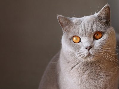 Jigsaw puzzle Jigsaw puzzle British Shorthair Breed Cat with Round Head