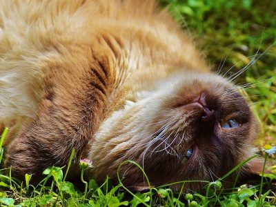 Jigsaw puzzle British Shorthair, preview