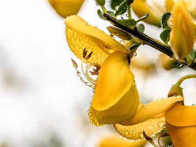 Jigsaw puzzle Jigsaw puzzle Brooms Genista Yellow Flowers