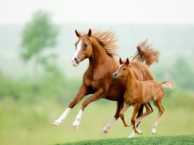 Jigsaw puzzle Jigsaw puzzle Brown Stallion