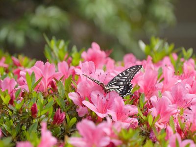 Jigsaw puzzle Jigsaw puzzle Butterfly Insect Pollinating 1