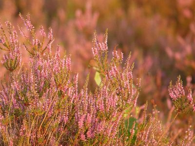 Jigsaw puzzle Jigsaw puzzle Calluna Vulgaris Summer Heather