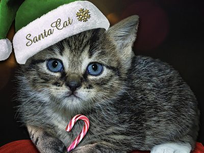 Jigsaw puzzle Jigsaw puzzle Cat Kitty Candy Cane Green Santa Hot