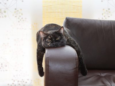 Jigsaw puzzle Jigsaw puzzle Cat Want to Sleep