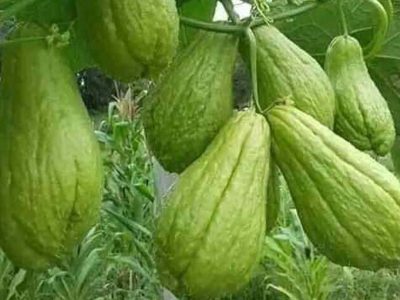 Jigsaw puzzle Jigsaw puzzle Chayote Vegetables from the Gourd Family