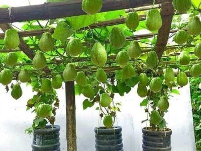 Jigsaw puzzle Jigsaw puzzle Chayote Vegetables Hanging