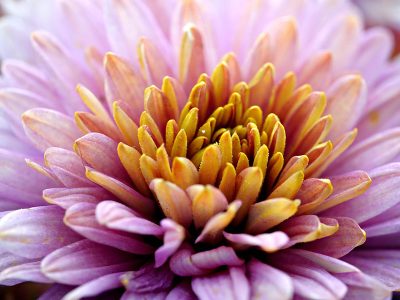 Jigsaw puzzle Jigsaw puzzle Chrysanthemum Flower Close Up