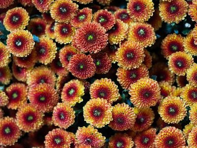 Spot the difference: Chrysanthemums of the Immortal Blossoms