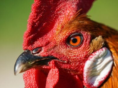 Animals jigsaw puzzle: Close Up Shows the Head of Domestic Rooster