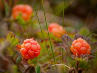 Jigsaw puzzle Jigsaw puzzle Cloudberry Fruits