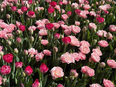 Jigsaw puzzle Colorful Assorted Tulips Flowers