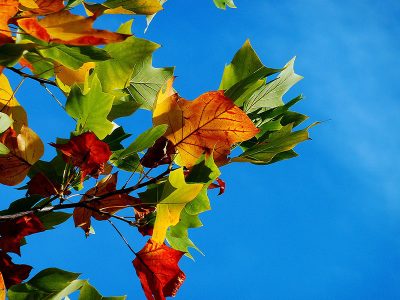 Jigsaw puzzle Jigsaw puzzle Colorful Leaves under Blue Sky