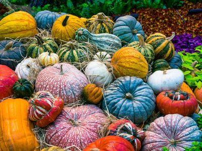 Jigsaw puzzle Jigsaw puzzle Colorful Vegetable Pumpkin