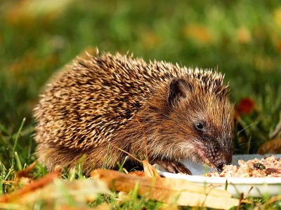 Jigsaw puzzle Jigsaw puzzle Commonly Found Mammal in the Netherlands