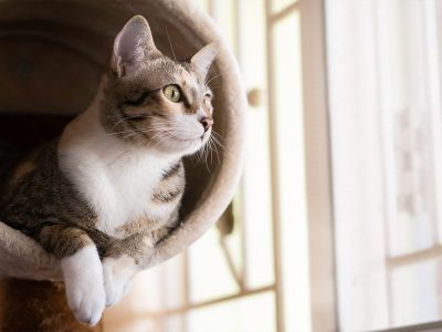 Jigsaw puzzle Jigsaw puzzle Companion Animal