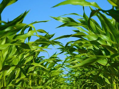 Jigsaw puzzle Jigsaw puzzle Cornfield Plants