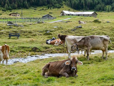 Jigsaw puzzle Jigsaw puzzle Cows Mountain Lawn