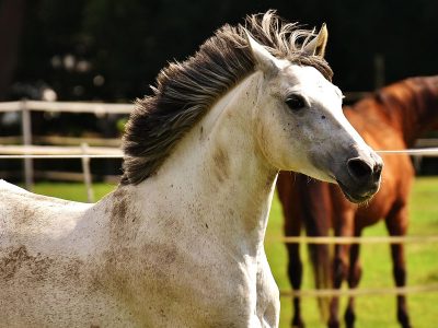 Jigsaw puzzle Jigsaw puzzle Cut Haired White Horse