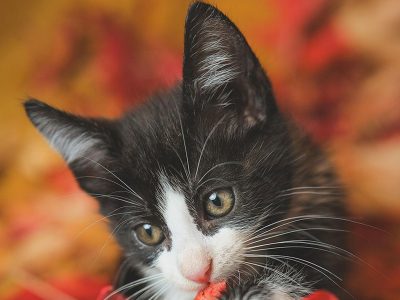 Jigsaw puzzle Jigsaw puzzle Cute Black White Kitten in Autumn Colored Leaves