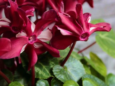 Jigsaw puzzle Jigsaw puzzle Cyclamen Flowers Plant