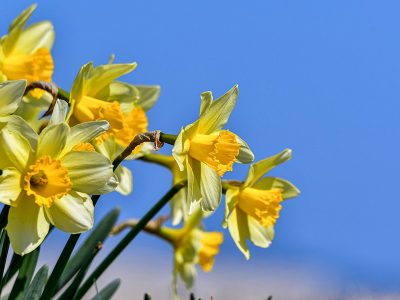 Jigsaw puzzle Jigsaw puzzle Daffodils Spring Season