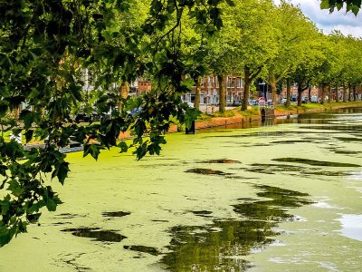 Jigsaw puzzle Jigsaw puzzle Delft Netherlands Canal Covered with Algae
