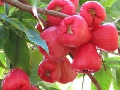 Jigsaw puzzle Jigsaw puzzle Delicious and Exotic Water Apple