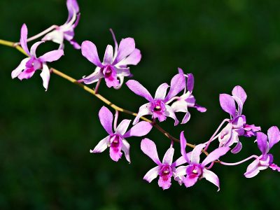 Jigsaw puzzle Jigsaw puzzle Dendrobium Orchid Elegant One