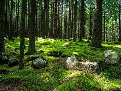 Jigsaw puzzle Jigsaw puzzle Dense Forest Landscape with Thick Undergrowth of Moss