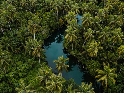 Jigsaw puzzle Jigsaw puzzle Dense Palm Forest