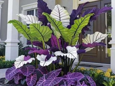Jigsaw puzzle Jigsaw puzzle Different Kinds of Alocasia Plant
