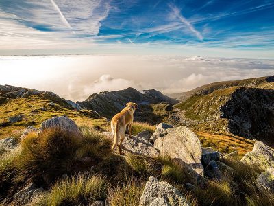 Jigsaw puzzle Jigsaw puzzle Dog Top of the Mountain
