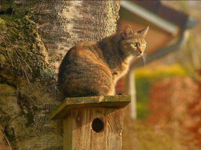 Jigsaw puzzle Domestic Cat Bird House Watch, preview