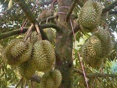 Jigsaw puzzle Jigsaw puzzle Durian Montong Edible Fruit
