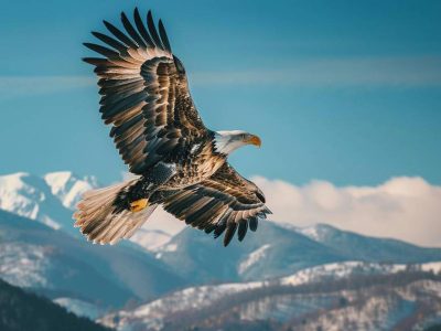 Jigsaw puzzle Jigsaw puzzle Eagle Soaring High Above Mountainous Land