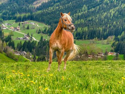 Jigsaw puzzle Jigsaw puzzle Equine Horse Image