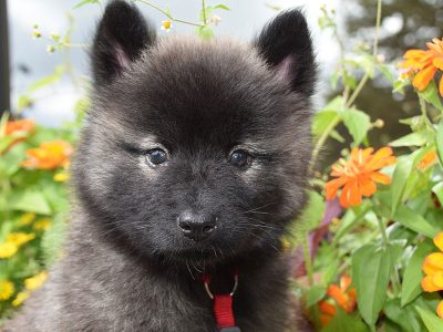 Jigsaw puzzle Jigsaw puzzle Eurasier Young Puppy Dog