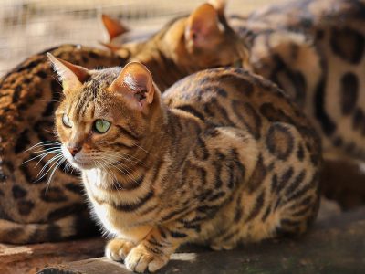 Jigsaw puzzle Jigsaw puzzle Feline Cat Animal 2