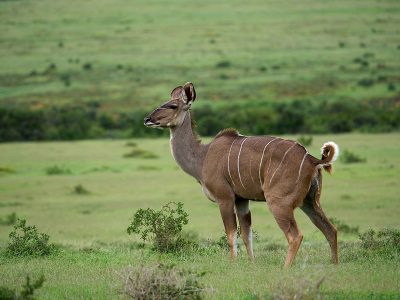 Jigsaw puzzle Jigsaw puzzle Female Greater Kudu Standing Alert