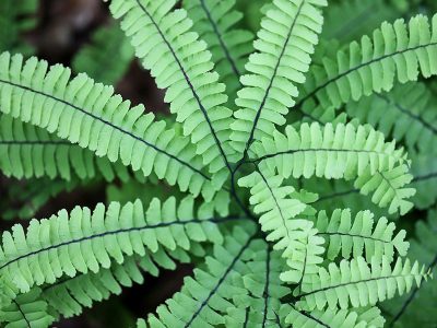 Jigsaw puzzle Jigsaw puzzle Fern from the Genus Adiantum