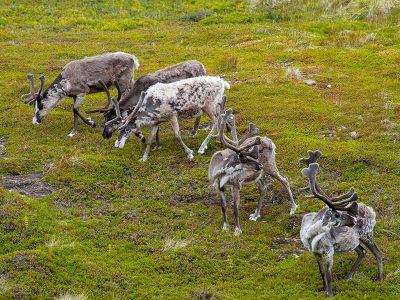 Jigsaw puzzle Five Reindeer Grazing, preview