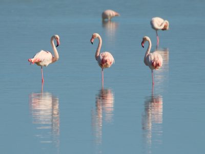 Jigsaw puzzle Flamingos by the Lake, preview