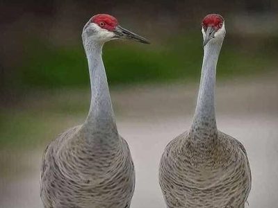 Jigsaw puzzle Florida Sandhill Crane Bird, preview