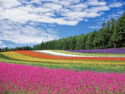Jigsaw puzzle Jigsaw puzzle Flower Field