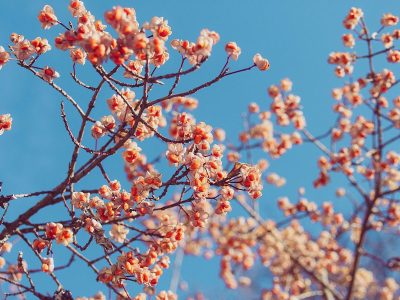Jigsaw puzzle Jigsaw puzzle Flowering Spring Tree