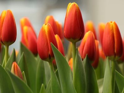 Spring jigsaw puzzle: Flowers Tulips