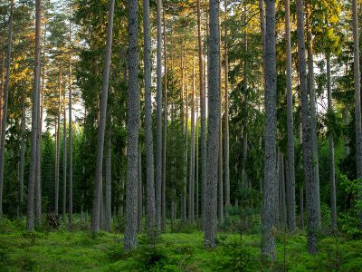 Jigsaw puzzle Jigsaw puzzle Forests of Spruces Birches and Pines