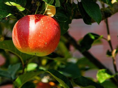 Japan jigsaw puzzle: Fuji Jonagold Red Apple